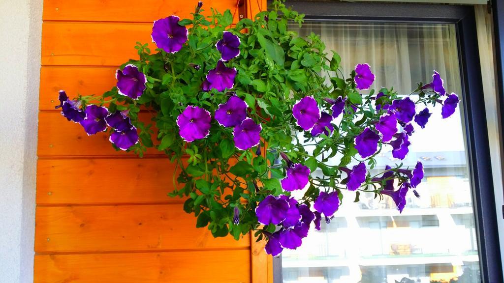 Tatjanos Apartamentai 팔랑가 외부 사진